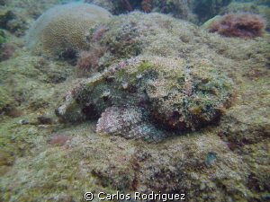 Full view of a Spotted Scorpionfish well camouflaged with... by Carlos Rodriguez 